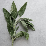 herbs - sage
