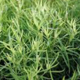 herbs - tarragon