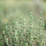 herbs - thyme