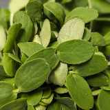microgreens - cantaloupe