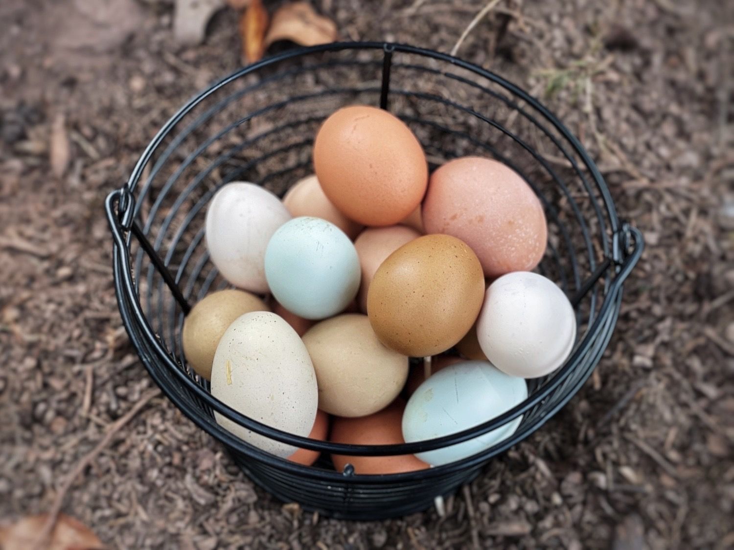eggs, Chicken Multi-Color, grade AA
