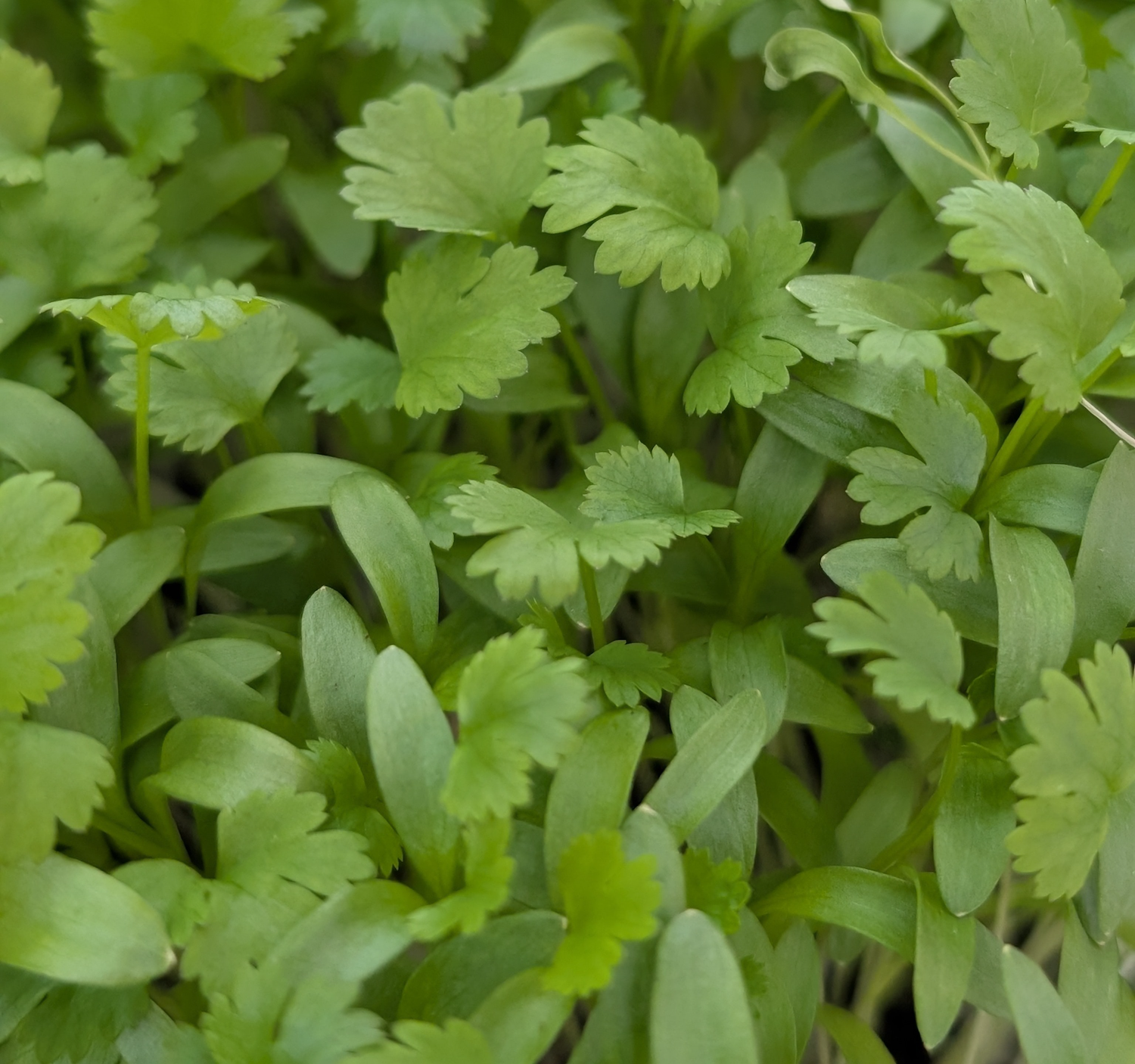 microgreens - cilantro