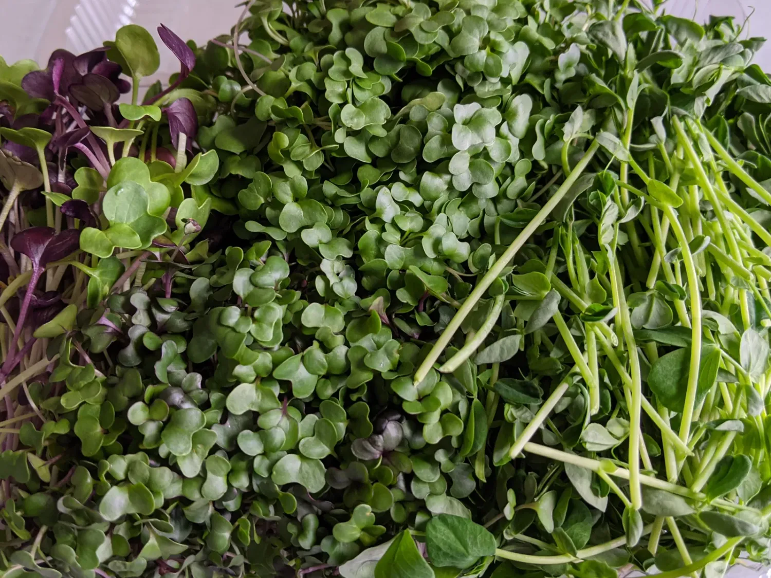 microgreens- 4 oz.