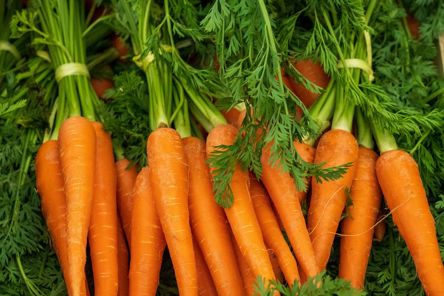 carrots - Orange, bunch