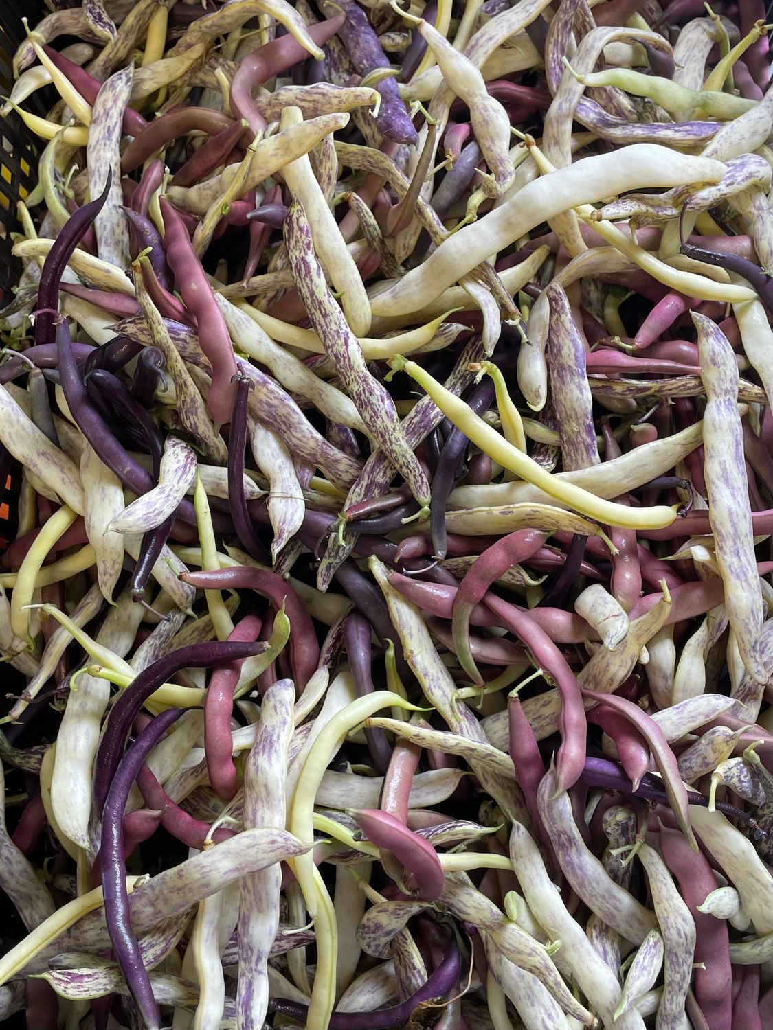 Green Beans - Mixed Color