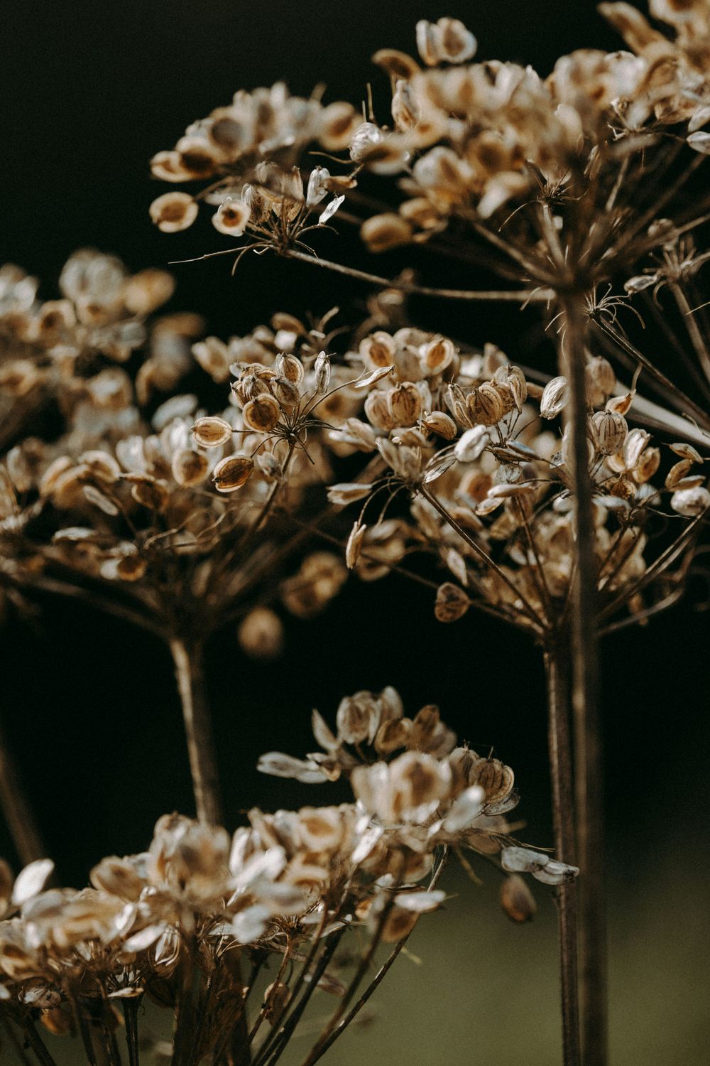 Dill Seed