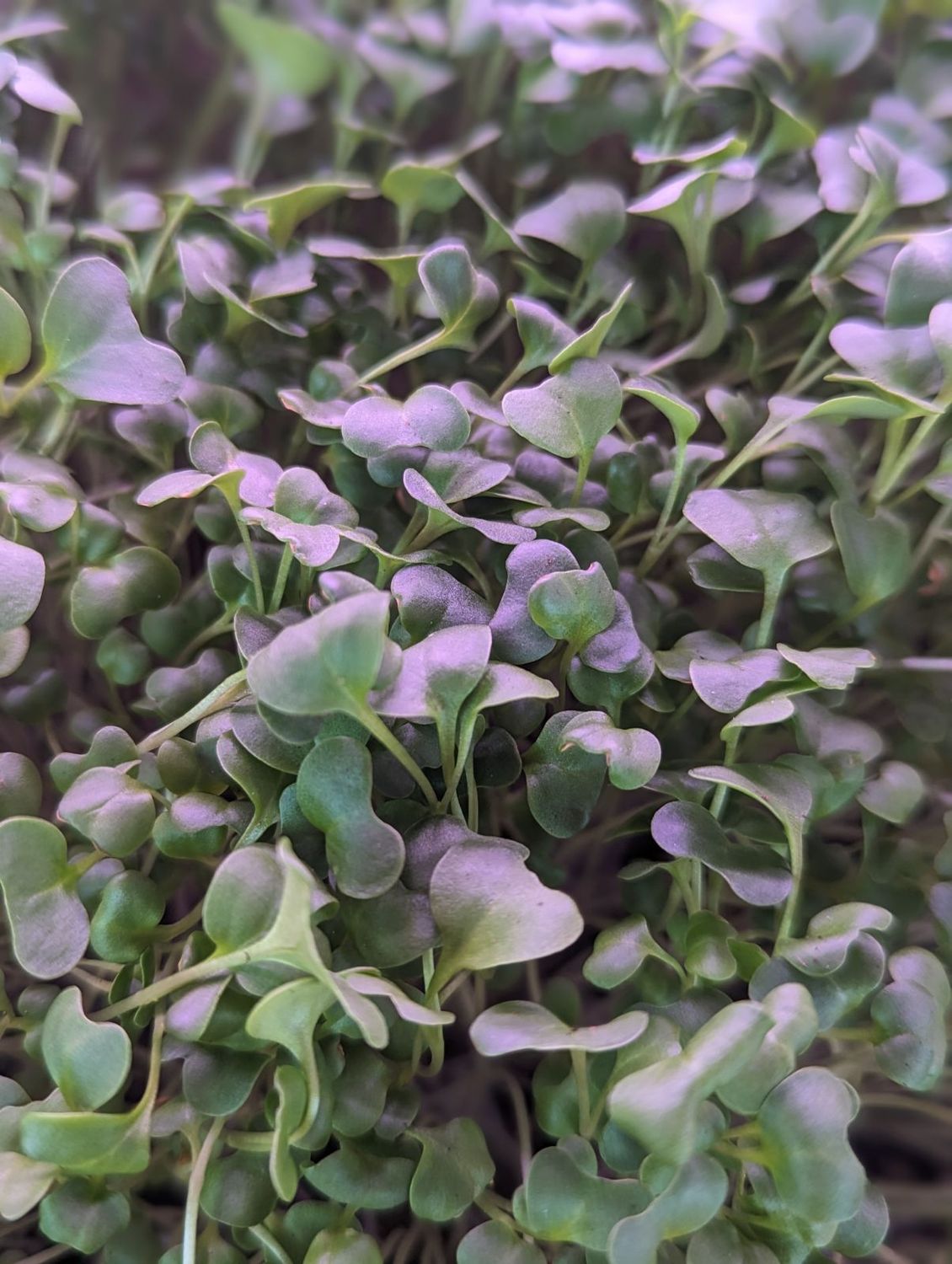 microgreens - broccoli