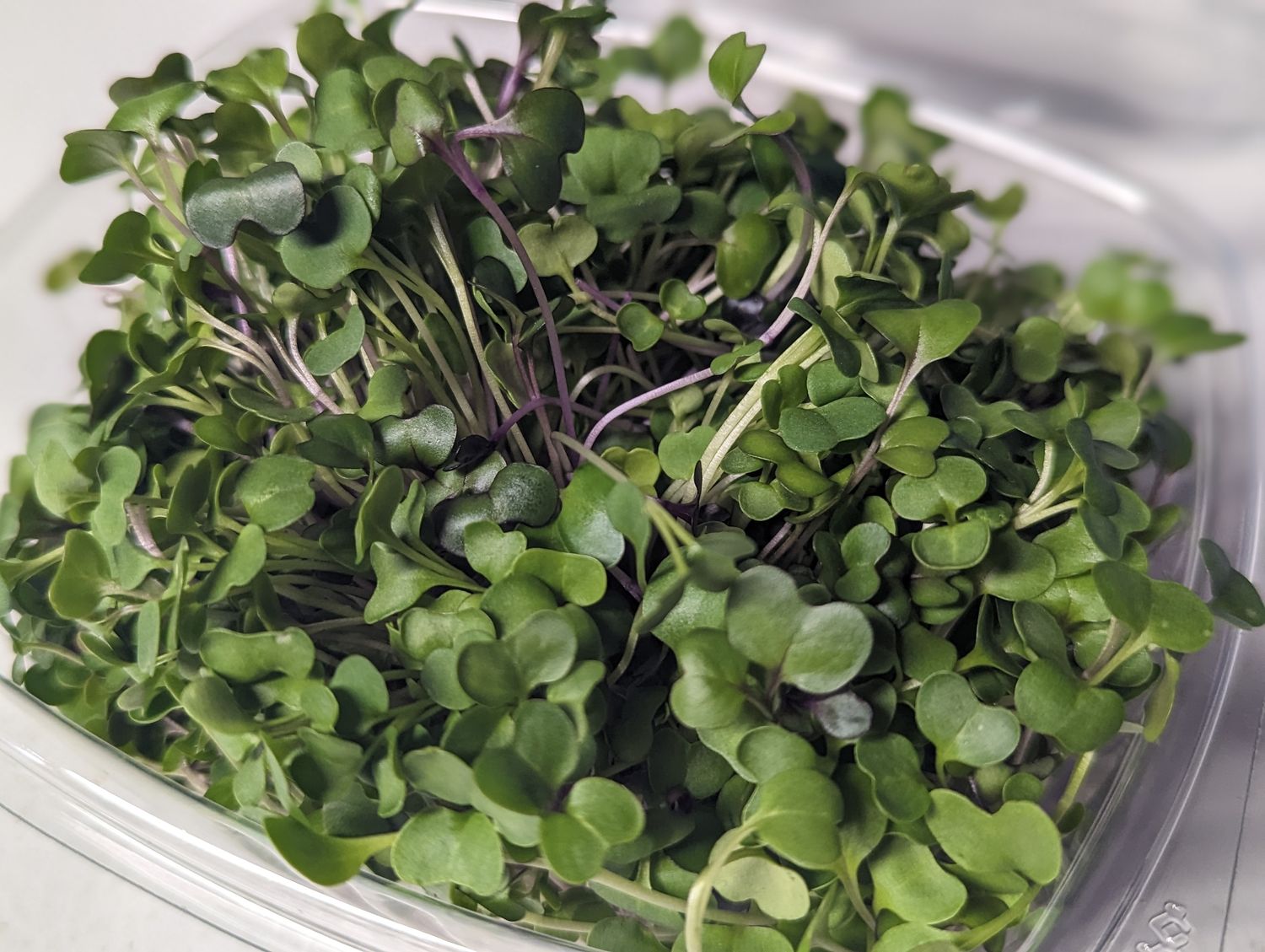 microgreens - Salad Boost mix