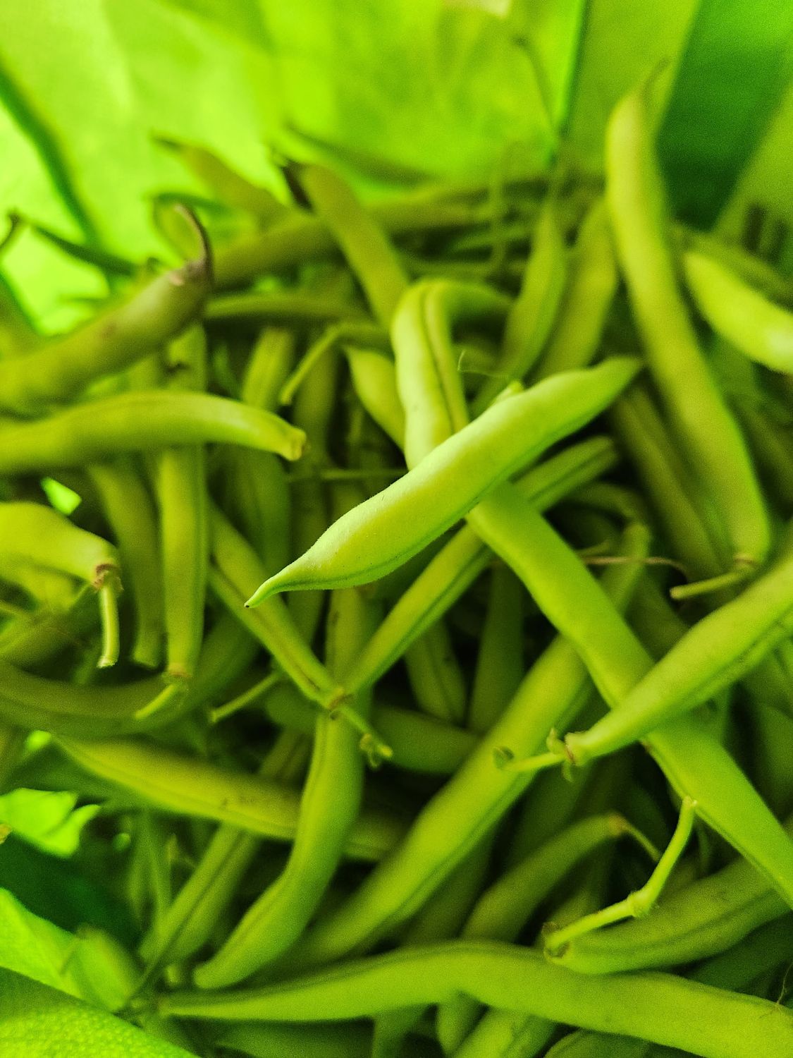 Green Beans