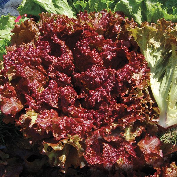 Lettuce - head