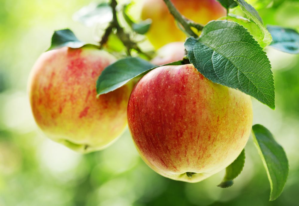 apples - Gala
