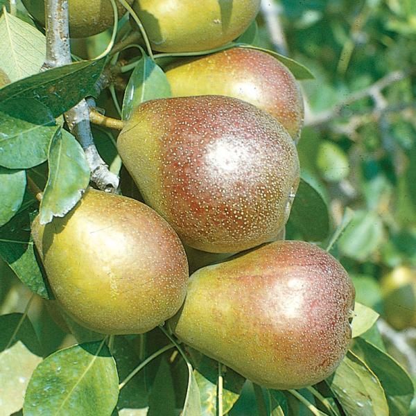 Pears - Seckle