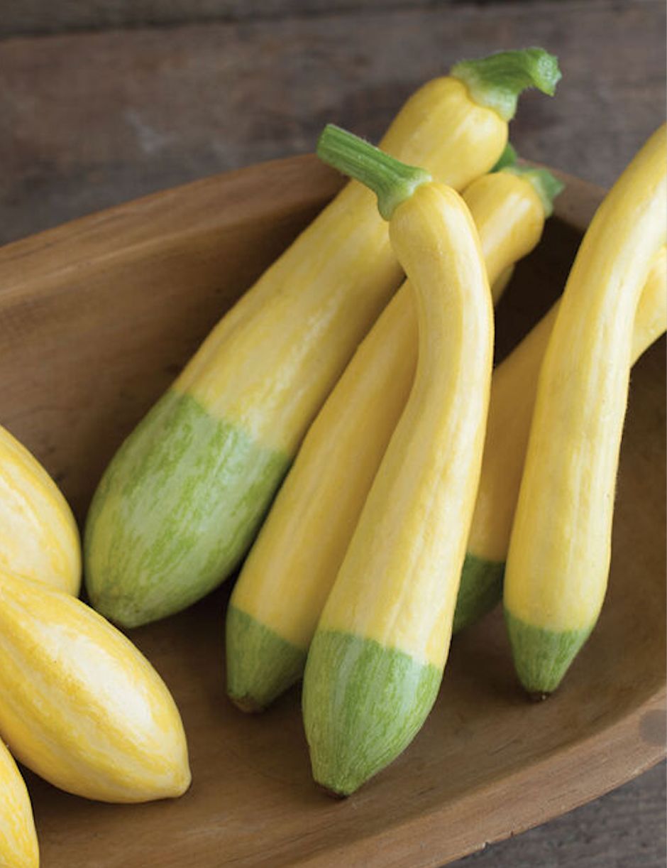 Squash - Summer, Zephyr