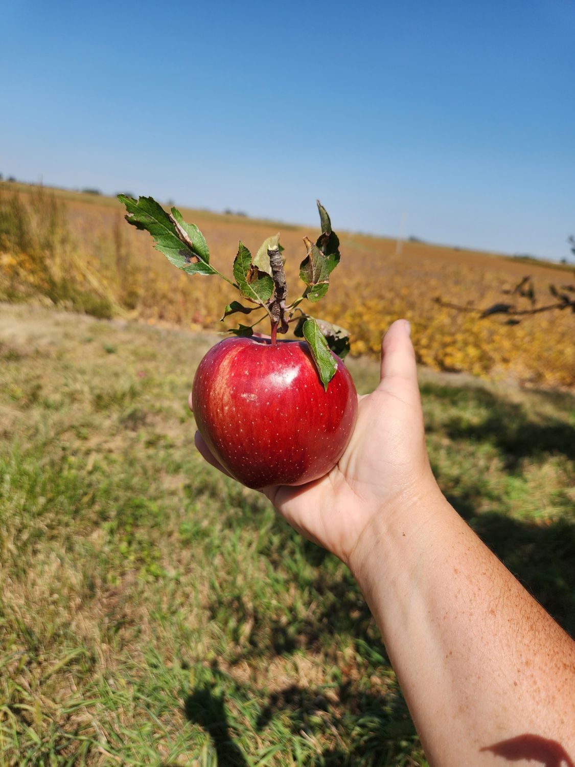 apples - Red Delicious