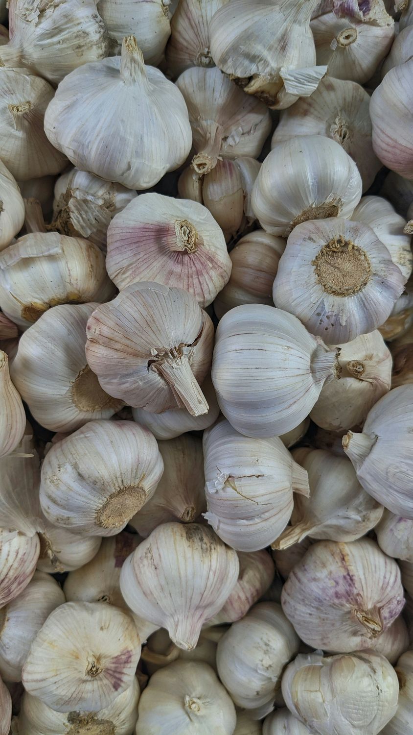 garlic - seed