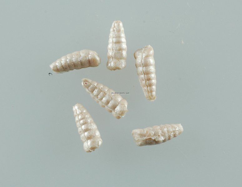 Berkley Gulp Waxies - 30ct, Color: White