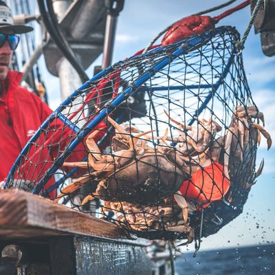 Lobster Fishing Gear