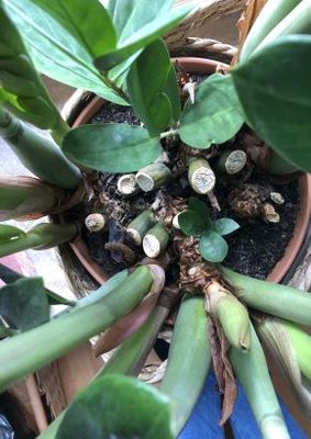 TROPICA - Zamia / Glcksfeder (Zamia furfuracea) - 5 Samen