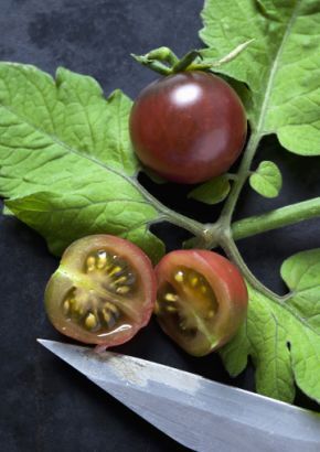 TROPICA - Tomaten - »Black Cherry« (Lycopersicon esculentum)  - 10 Samen