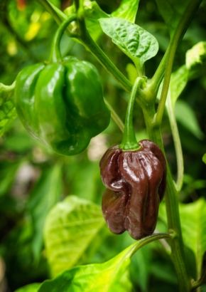 TROPICA - Paprika/Chili - Chocolate-Habanero Chili (Capsicum chinense)  - 10 Samen