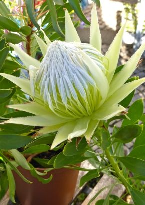 Weie - Protea (Protea repens white) - 5 Samen - TROPICA