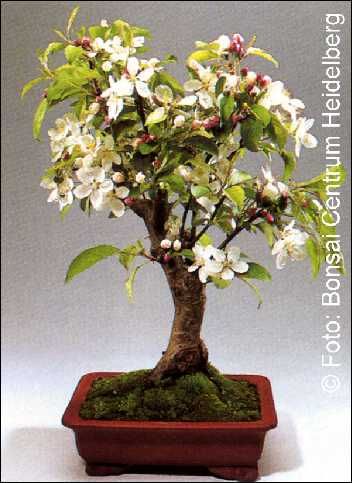 TROPICA - Zierapfel (Malus halliana) - 30 Samen