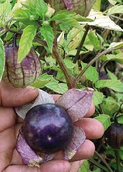 TROPICA - Tomatillo "Purple" - Violette Erdkirsche (Physalis ixocarpa) - 20 Samen