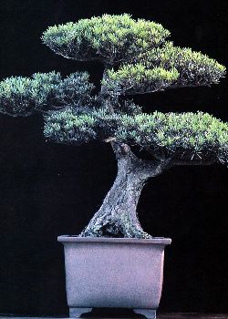 bonsai ginkgo kaufen Seedeo® Ginkgo Freilandbonsai (Ginkgo biloba) Bonsai 6 Samen main image 0