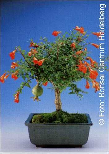 TROPICA - Zwerg-Granatapfel (Punica granatum nana) - 25 Samen