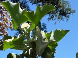 zahnstocher kaktus Kaktus Zahnstocher Spender mit Federmechanismus - cactus toothpick