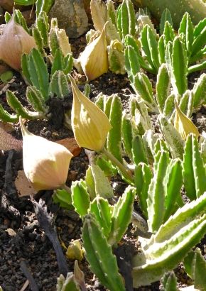 TROPICA - Ordensstern (Stapelia gigantea) - 10 Samen