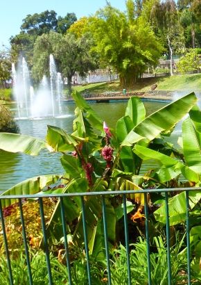 TROPICA - Rosa Zwergbanane (Musa velutina  `Velvet Fingers`)  - 10 Samen