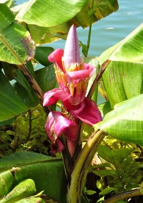 TROPICA - Rosa Zwergbanane (Musa velutina  `Velvet Fingers`)  - 10 Samen
