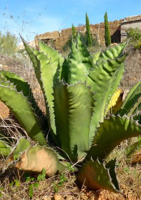 TROPICA - Riesen - Agave (Agave atrovirens/megalacantha-Mix) - 10 Samen
