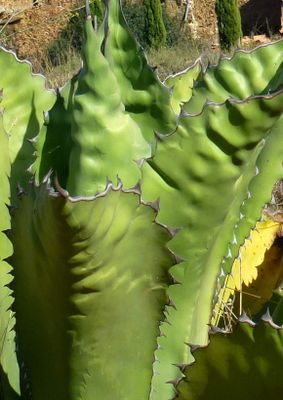 TROPICA - Riesen - Agave (Agave atrovirens/megalacantha-Mix) - 10 Samen