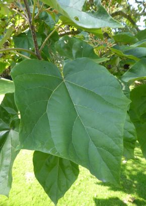 TROPICA - Saphir-Drachenbaum (Paulownia kawakamii ) - 150 Samen