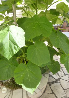 TROPICA - Saphir-Drachenbaum (Paulownia kawakamii ) - 150 Samen