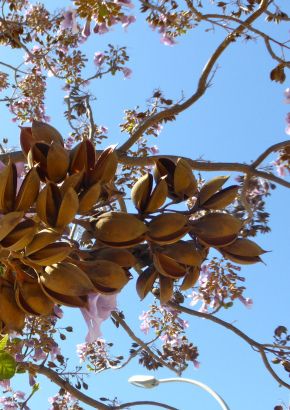 TROPICA - Saphir-Drachenbaum (Paulownia kawakamii ) - 150 Samen