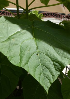 TROPICA - Saphir-Drachenbaum (Paulownia kawakamii ) - 150 Samen
