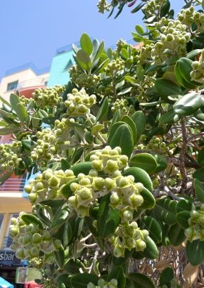 TROPICA - Neuseel. Weihnachtsbaum (Metrosideros excelsa syn. M. tomentosa)  - 200 Samen