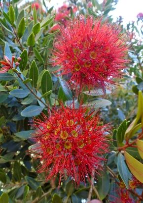TROPICA - Neuseel. Weihnachtsbaum (Metrosideros excelsa syn. M. tomentosa)  - 200 Samen