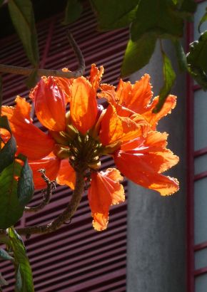 TROPICA - Afrikanischer Tulpenbaum (Spathodea campanulata ) - 25 Samen