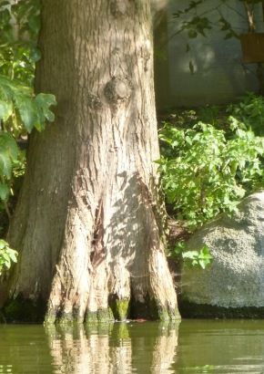 TROPICA - Sumpfzypresse (Taxodium distichum) - 15 Samen