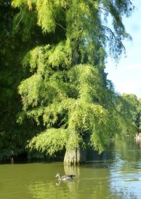 TROPICA - Sumpfzypresse (Taxodium distichum) - 15 Samen