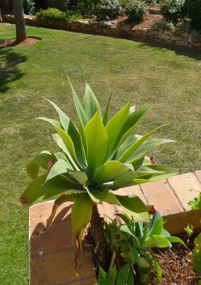 TROPICA - Schwanenhals-Agave (Agave attenuata) - 15 Samen