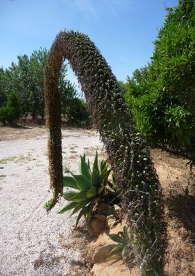 TROPICA - Schwanenhals-Agave (Agave attenuata) - 15 Samen