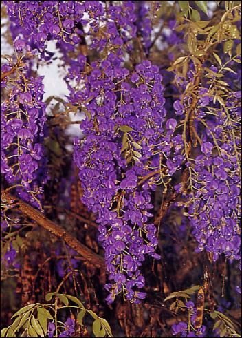 TROPICA - Afrikanischer Blauregen (Bolusanthus speciosus) - 15 Samen