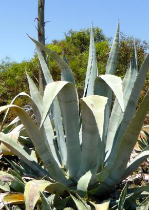 TROPICA - Agave (Agave americana) - 10 Samen
