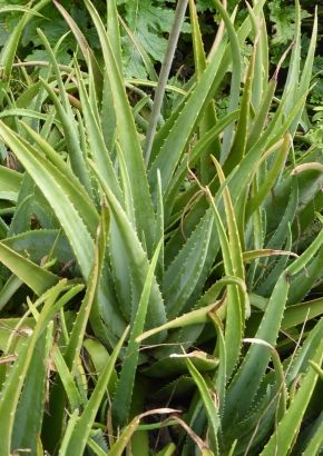 wo kaufe ich aloe vera Bio Aloe Vera Frischblatt bestellen main image 0