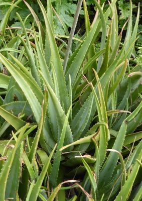 aloe vera pflanze schädlinge Aloe vera | Sukkulente